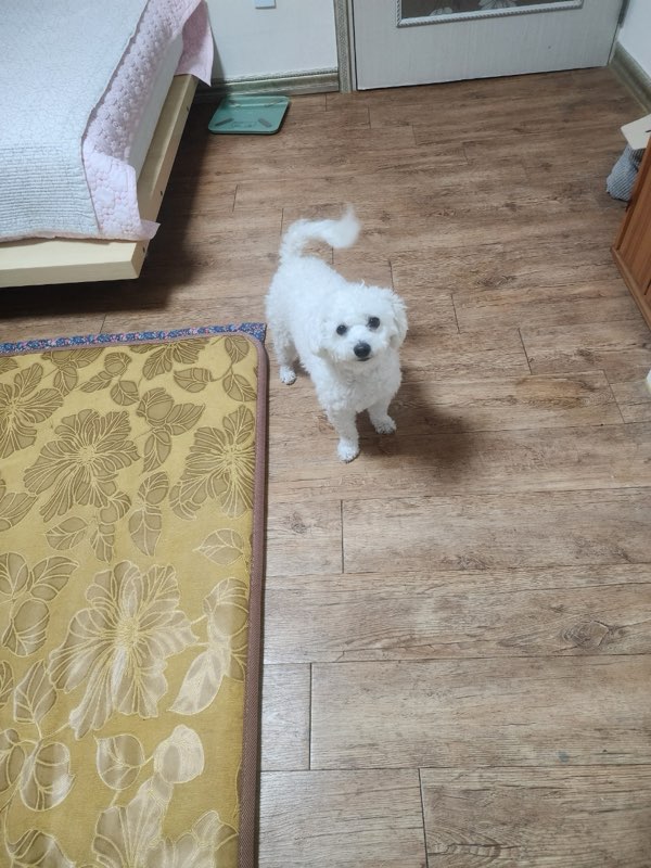 종료(입양) 비숑 …